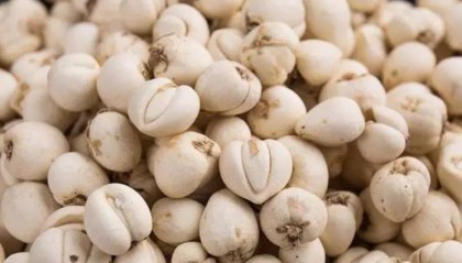 邯郸市曲周县【中药采购】亳州市场今日行情（价格供参考）