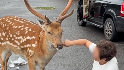 大连网红梅花鹿“花花”离世 志愿者：无外伤，死因不明，遗体已被掩埋