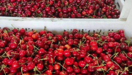 济南市场上樱桃大量上市，今年价格便宜了