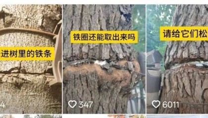 金属卡箍嵌进树里，苏州一网民发视频喊话相关部门给树木“松绑” ！当地回应：已全部拆除