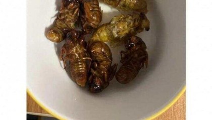 又到“知了猴”大量出现的季节，警惕：不是人人都适合吃