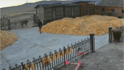 无人机找到疑似咬人老虎热源，专家：老虎或来自俄罗斯