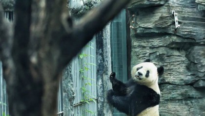 北京动物园来了新成员：大熊猫“吉年”“福将”与游客见面