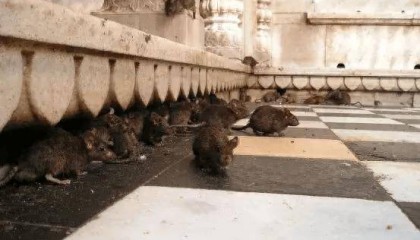 顶着“老鼠仓”与社区骂声,ZkSync上了币安