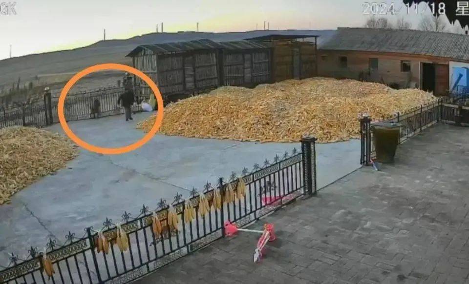 无人机找到疑似咬人老虎热源，专家：老虎或来自俄罗斯